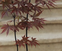 Клен веєрний Acer palmatum Bloodgood