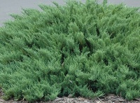 Ялівець козацький Juniperus sabina Tamariscifolia