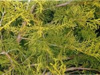 Ялівець китайський  Juniperus chinensis Kuriwao gold