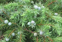 Ялівець прибережний  Juniperus conferta Sсhlager 