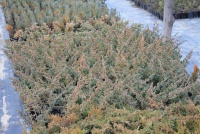 Ялівець китайський  Juniperus chinensis Blue Alps   P9