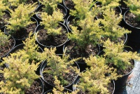 Juniperus communis  Suecica Aurea