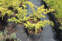 Juniperus communis Depressa Aurea 