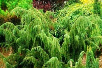 Ялівець звичайний Juniperus communis Horstmann