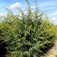 Ялівець звичайний  Juniperus communis Schneverdinger Goldmachangel
