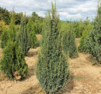 Juniperus communis  Suecica Nana