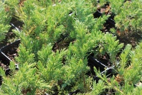 Juniperus conferta Emerald Sea