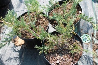 Juniperus horizontalis Jade River