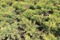 Juniperus media Gold Kissen