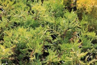 Ялівець середній Juniperus media Mordigan Gold P9