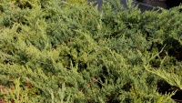 Juniperus sabina Blaue Donau C5