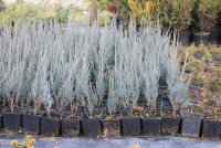Ялівець скельний juniperus  scopulorum  Blue Arrow P9