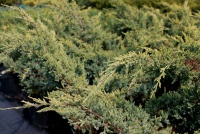 Juniperus sabina Hicksii