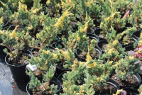 Juniperus squamata Golden Flame