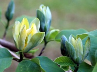 Магнолія загострена Magnolia acuminata Blue Opal