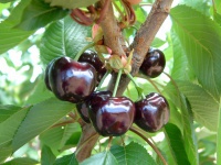 Prunus avium Burlat