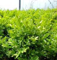 Самшит вічнозелений  Buxus sempervirens Suffruticosa