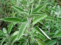 Шавлія лікарська Salvia officinalis