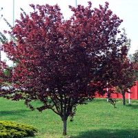 Слива Пісарді Prunus cerasifera Pissardii