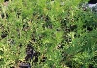 Thuja occidentalis  Lombarts Wintergreen