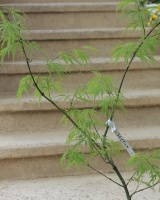 Acer palmatum Disectum