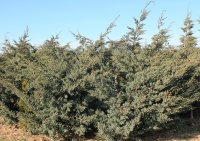 Juniperus chinensis Blue Alps