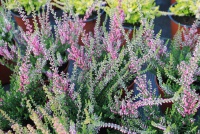 Calluna vulgaris Allegro