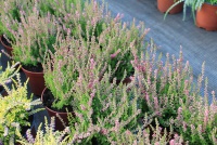 Calluna vulgaris Dark Beauty