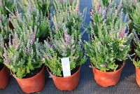 Calluna vulgaris Davleness