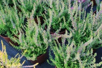 Calluna vulgaris Disco Queen