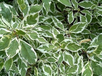 Дерен білий Cornus alba  Sibirica variegata