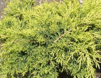 Ялівець середній  Juniperus  pfitzeriana Old Gold