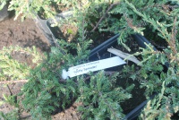 Ялівець звичайний Juniperus communis Spotty  Spreader