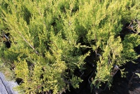 Juniperus chinensis Kuriwao gold