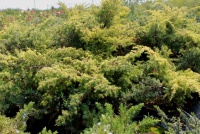 Juniperus communis Depressa Aurea C5