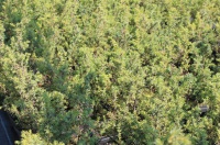 Juniperus communis Hibernica