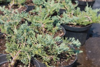 Juniperus horizontalis Wiltonii 