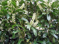 Лавровишня лікарська Prunus laurocerasus