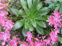 Левізія Lewisia 