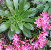 Левізія Lewisia 